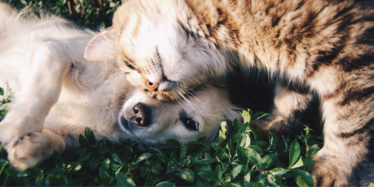 Solardermatitis: Mit dem Haustier in die Sonne