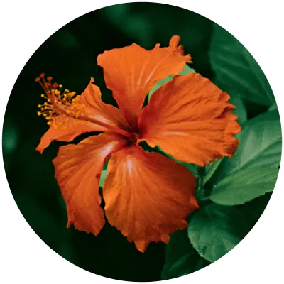 Hibiscus